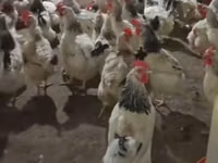 Chickens — الصورة 3