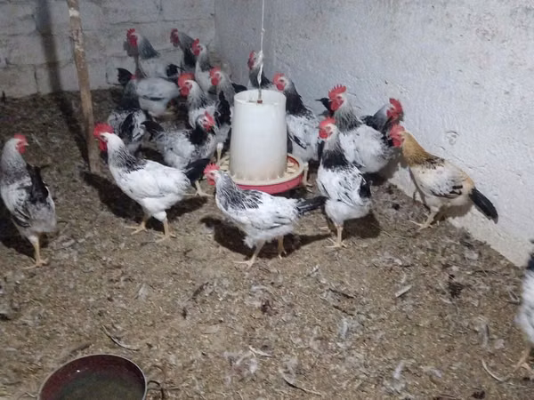 Chickens — أذربيجان