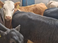 牛只（批次，未指定性别）, Cattle — 照片 1