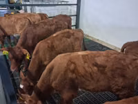 ხარი, Simmental cattle — ფოტო 3