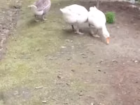 Geese — foto 1