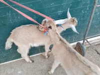 ヤギ（ロット、性別未指定）, Alpine goat — 写真 6
