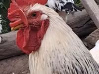 Chickens — फ़ोटो 1
