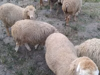 Owce (partia, płeć nieokreślona), Owce — zdjęcie 6