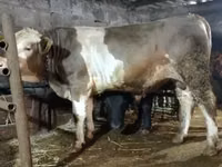 Bulle, Simmental cattle — Foto 1