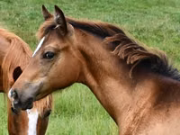 Kobyła, Appaloosa — zdjęcie 3