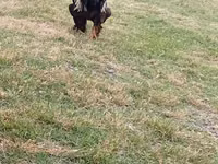Chickens — Foto 3