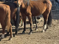 Mare, Kyrgyz Horse — photo 2