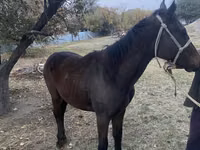 Aygʻir, Kazakh horse — 3-rasm