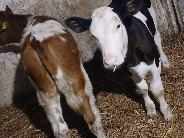 Vache, Russian Black pied cattle