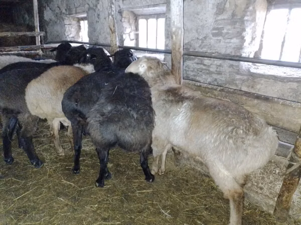 Beran, Edilbay sheep