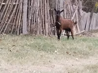 Baran, Owce — zdjęcie 1