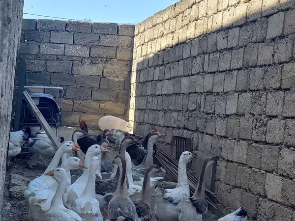 Geese — أذربيجان