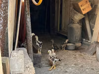 Chickens — Foto 7