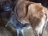 Krava, Simmental cattle — foto 2