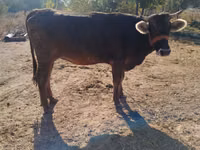 母牛, Swiss cattle — 照片 5