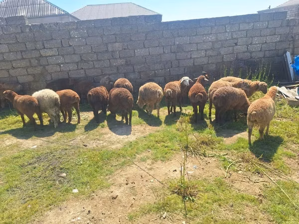Bélier, Moutons