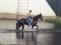 Jument, Tennessee Walking Horse — photo 6