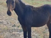حصان, Thoroughbred horse — الصورة 3
