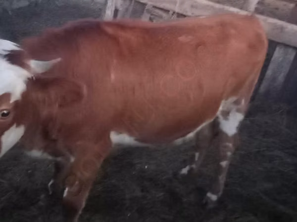 Taureau, Vache kazakhe à tête blanche