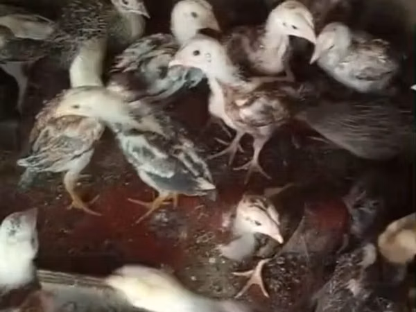 Chickens