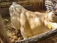 காளை, Simmental cattle — புகைப்படம் 3