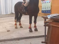 At, Russian warmblood — foto 2
