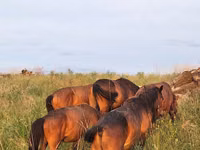 Chevaux (lot, sexe non indiqué), Kazakh horse — photo 4