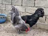 Chickens — photo 4