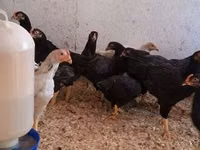 Chickens — 写真 3