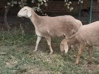 Қой, Arashan sheep — 1-сурет