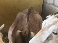 Cabras (lote, sexo no especificado), Alpine goat — foto 2