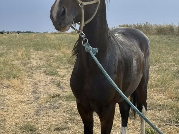 Hengst, Orlov Trotter