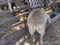 பெண் ஆடு, Beltex sheep — புகைப்படம் 3
