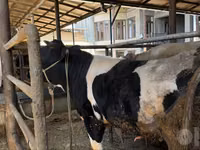 Bulle, Russian Black pied cattle — Foto 1