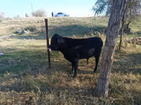 Touro, Aberdeen-Angus — foto 3