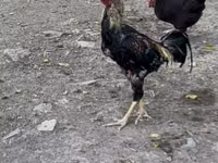 Chickens — foto 3