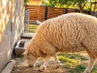 ცხვარი, British  Milksheep — ფოტო 3