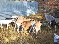 बकरी, बकरियाँ — फ़ोटो 2