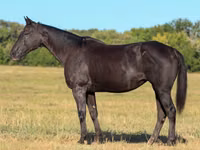 Бие, Quarter Horse — 1-сурет