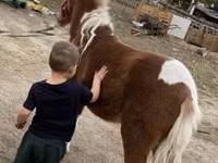 母马, Horses — 照片 2