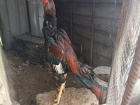 Chickens — الصورة 3