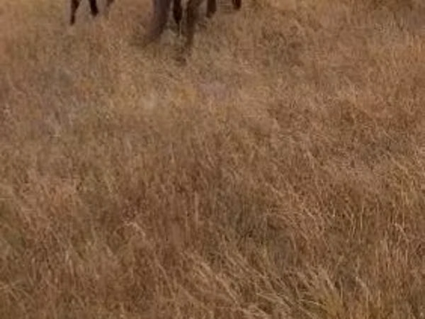 Jument, Chevaux