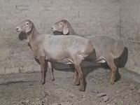Baran, Owce — zdjęcie 1