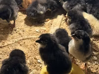 Australorp — photo 2