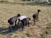 Carneiro, Ovelhas — foto 1