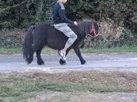 At, Atlar — foto 1