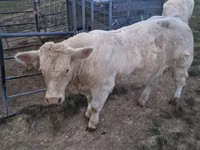 Byk, Charolais cattle — zdjęcie 7