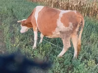 İnək, Simmental cattle — foto 4
