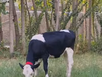 Taureau, Race Holstein — photo 2